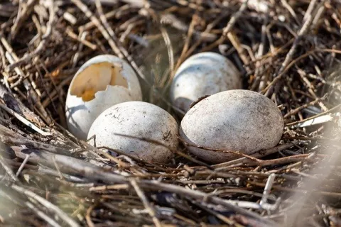 Birds Lay Eggs Earlier! thumbnail