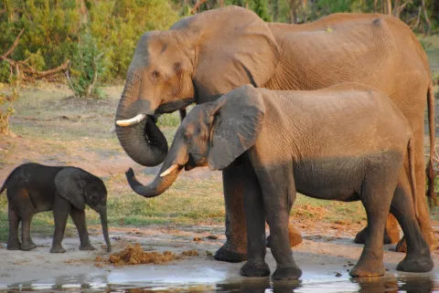 Botswana Auctions Permits to Hunt Elephants thumbnail
