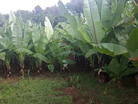 A False Banana Gives Real Hope! thumbnail