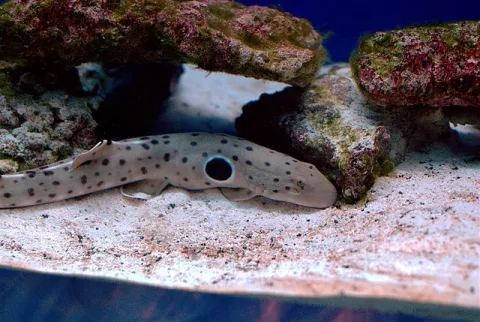 Heatwaves And Baby Sharks: The Connection thumbnail