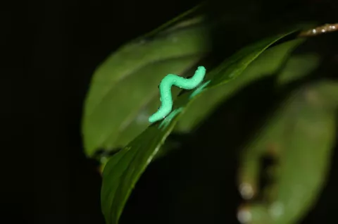 Why Are Scientists Gluing Fake Caterpillars? thumbnail