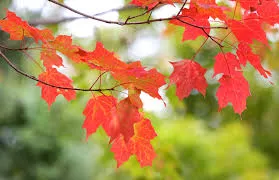 Nature's Artwork In Full Swing thumbnail