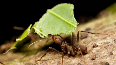 Fijian Ants: The World's First Farmers! thumbnail