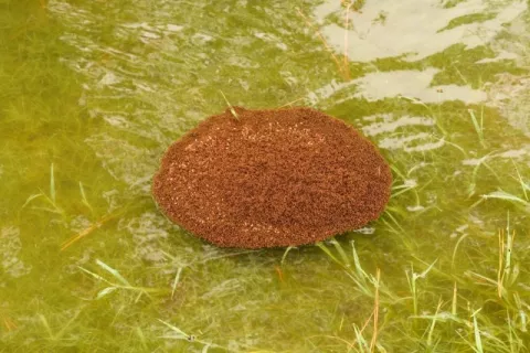 How Fire Ants Escape Floods! thumbnail