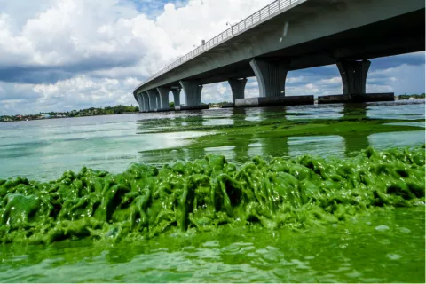 Algae Put Florida On Alert! thumbnail