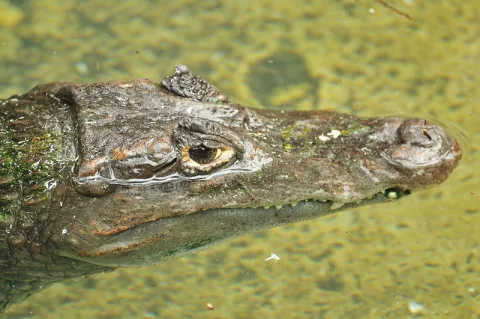 Eradicating Florida's Caimans thumbnail