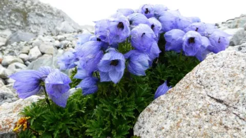 Plant Life Spread In The Himalayas thumbnail