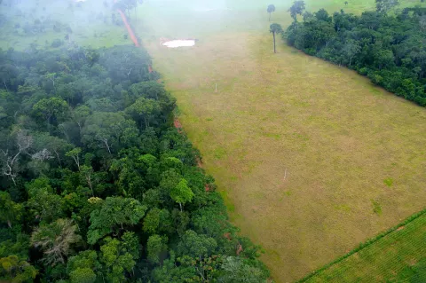 Earth Has Just Two Forests Left! thumbnail