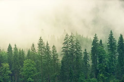 How Trees Impact Cloud Formation? thumbnail