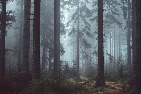 Do Trees Talk To Each Other? thumbnail