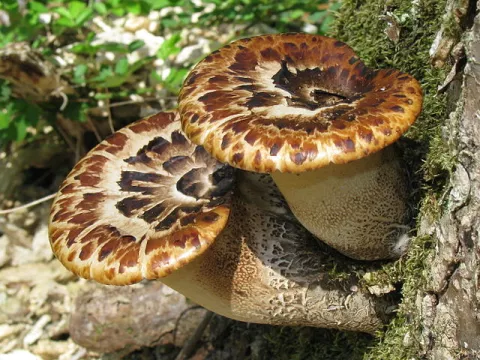 The State Of Our World's Fungi thumbnail
