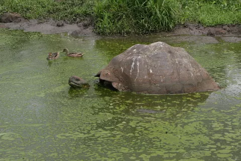 These Iconic Animals Make A Comeback! thumbnail