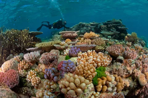 A Colorless Great Barrier Reef  thumbnail