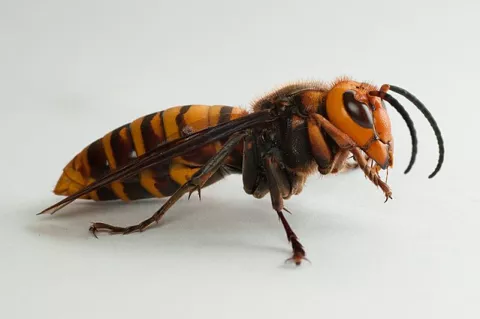Giant Hornets Enter The U.S! thumbnail
