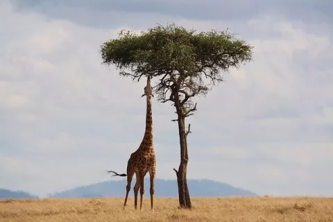 Why Plants Need Animals Even More! thumbnail