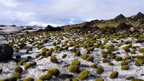 Have You Heard Of Glacier Mice? thumbnail