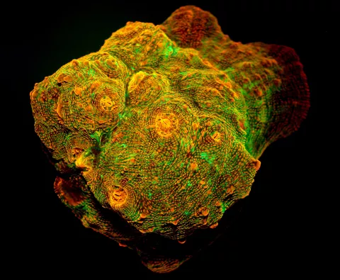 How Corals Create Their Own Sunshine  thumbnail