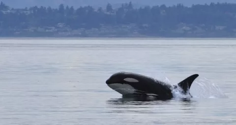 World's Oldest Killer Whale Missing thumbnail