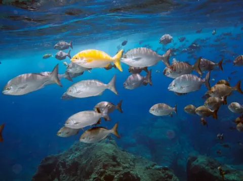 U.S Creates World's Largest Marine Refuge thumbnail