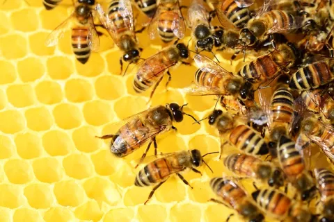 A Victory For Bees In Europe thumbnail
