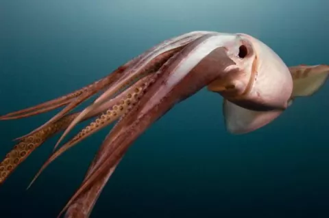 Humboldt Squids Send Glowing Messages! thumbnail
