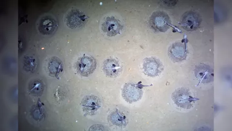 Large Icefish Nests Discovered! thumbnail