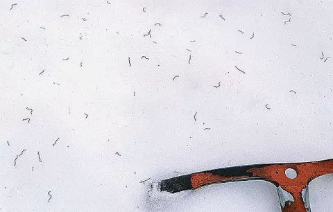 Worms That Live In Glaciers! thumbnail