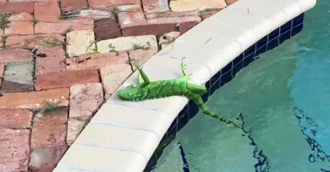 When It Rains Iguanas... thumbnail