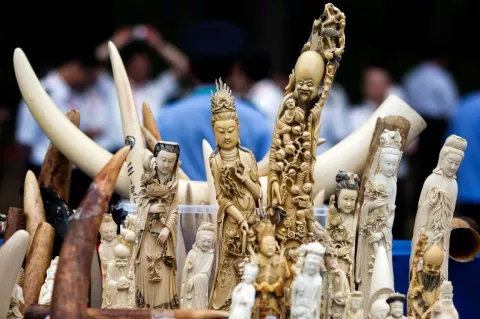 Will China's Ban Save The Elephants? thumbnail