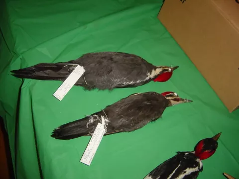 U.S Declares 23 Species As Extinct thumbnail