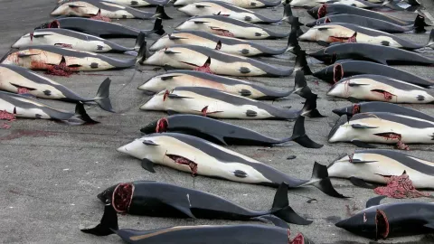 The Debate Over Japanese Whaling thumbnail