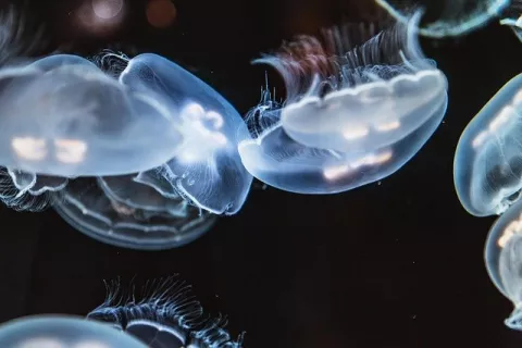 The Secret To A Jellyfish's Motion thumbnail