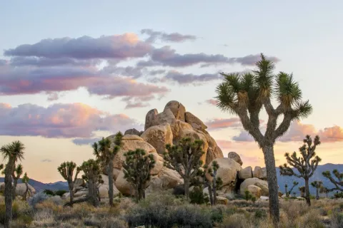 Protecting Joshua Tree National Park thumbnail