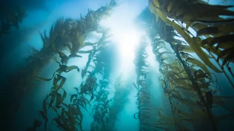 Why Are Kelp Forests Disappearing? thumbnail