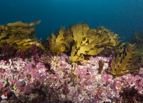 Positive News: New Seaweed, Regenerated Corals thumbnail