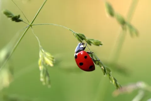 Imagine A World Without Insects thumbnail