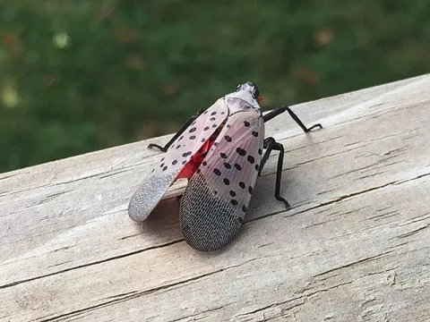 Swat That Lanternfly! thumbnail