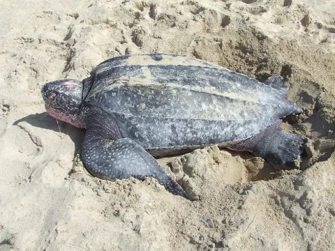 Are Migratory Animals Impacted By Climate? thumbnail