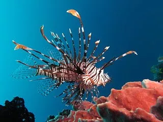 The Lionfishes Are Taking Over! thumbnail