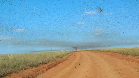 A Swarm Of Locusts Threaten East Africa thumbnail
