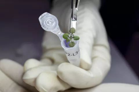 Las plantas crecen en suelo lunar thumbnail