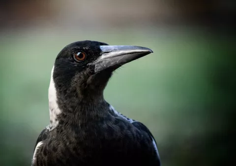 How Clever Are Magpies? thumbnail