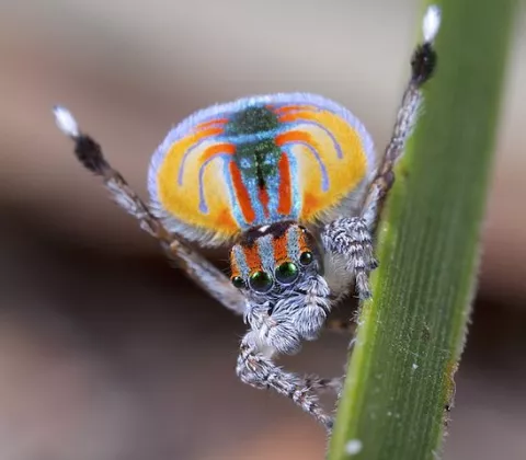 The Amazing Peacock Spiders thumbnail