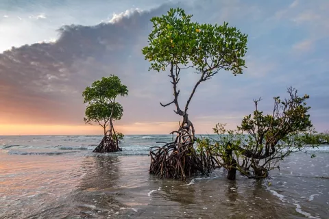 The Moon And The Mangroves: An Unusual Connection! thumbnail