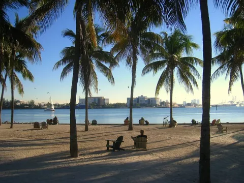 Should Florida Reduce Its Palm Trees? thumbnail