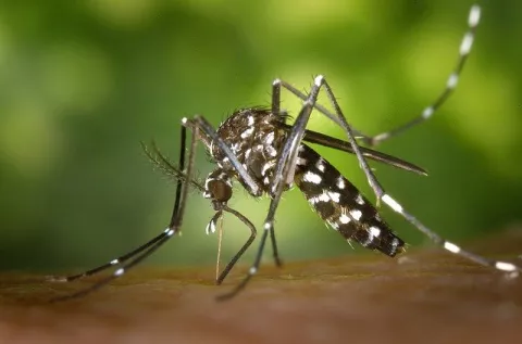 Mosquitoes On The Move! thumbnail