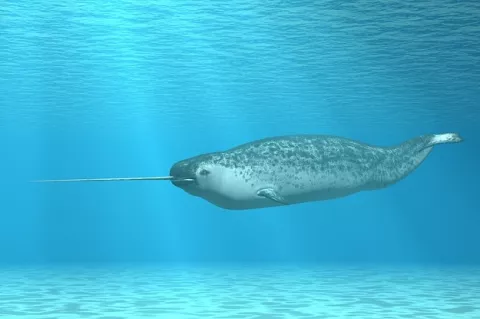 Freeze And Flee: Narwhals In Danger thumbnail