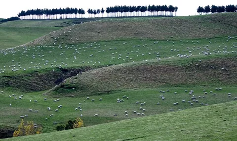 New Zealand Announces Net Zero Plans thumbnail