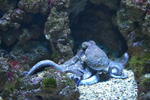 How Octopus Taste With Their Tentacles thumbnail