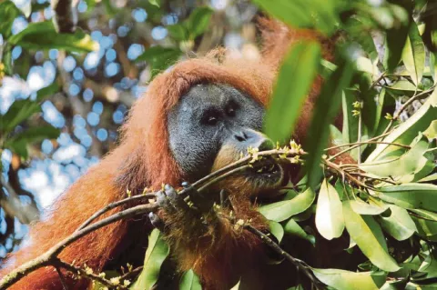 Orangutans In Trouble? thumbnail